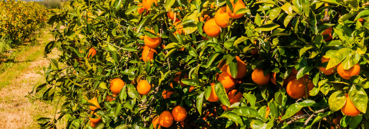 spaniShop für spanische Orangen.d