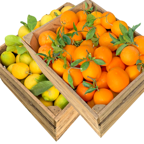 10 Orangen Spanische + Hersteller Zitronen direkt 2 vom kg Orangen, kg -