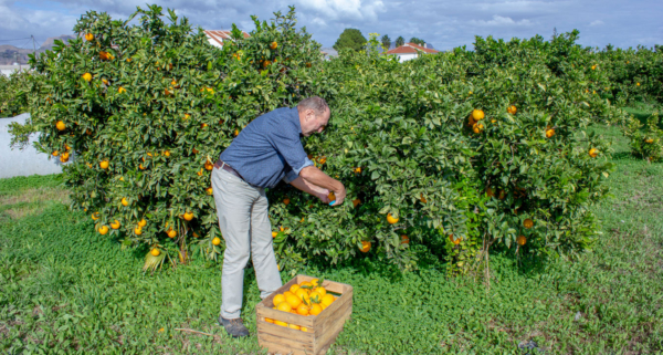 Roland auf der Orangenplantage in der südspanischen Region Murcia, bei der Orangenernte.