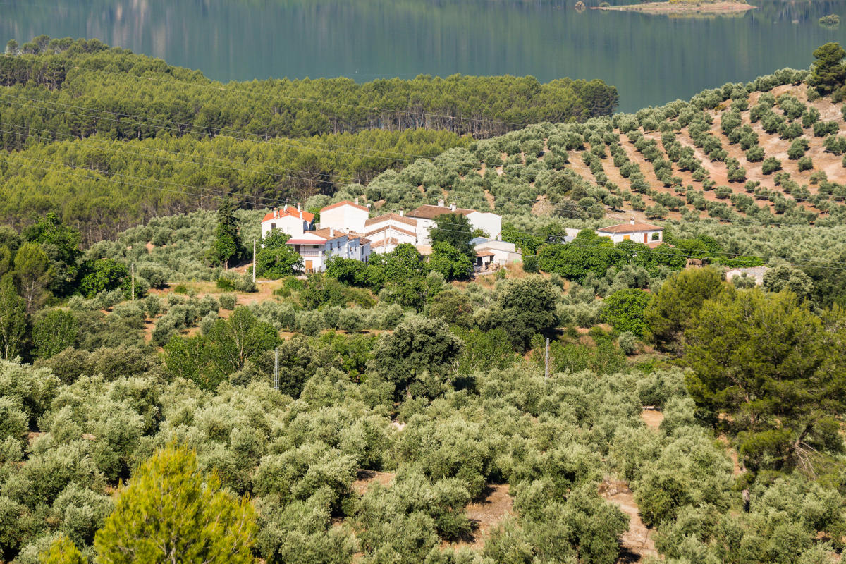 naives Olivenöl extra